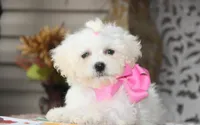 Didi, a female Shichon for sale in Carrollton, MO – 3 of 10