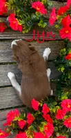 Akc Jyn, a female Siberian Husky for sale in Carrollton, MO – 4 of 6