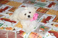 Didi, a female Bichon Frise and Shichon for sale in Carrollton, MO – 4 of 9