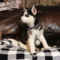 Akc Vivi, a female Siberian Husky for sale in Carrollton, MO – 7 of 8