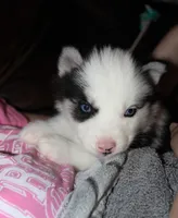 Akc Omega, a male Siberian Husky for sale in Carrollton, MO – 6 of 9