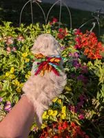 Bobble, a male Bichon Frise and Shichon for sale in Carrollton, MO – 10 of 10