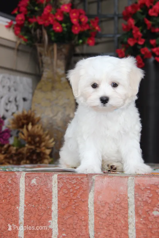 Cotton – Shichon puppy for sale in Carrollton, MO