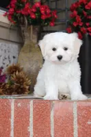 Cotton, a male Shichon for sale in Carrollton, MO – 6 of 10
