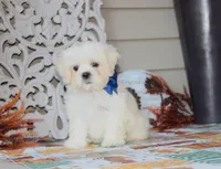 Najee, a male Shichon for sale in Carrollton, MO – 2 of 8
