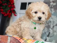 Helious, a male Shichon for sale in Carrollton, MO – 8 of 10