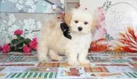 Zibo, a male Shichon for sale in Carrollton, MO – 5 of 10