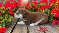Akc Jyn, a female Siberian Husky for sale in Carrollton, MO – 3 of 6