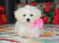 Didi, a female Shichon for sale in Carrollton, MO – 9 of 10