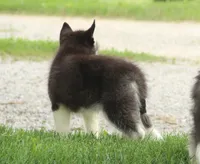 Akc Aero, a male Siberian Husky for sale in Carrollton, MO – 10 of 10