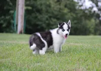Akc Naga, a female Siberian Husky for sale in Carrollton, MO – 3 of 9
