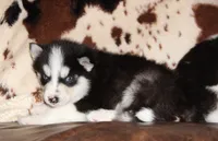 Akc Aero, a male Siberian Husky for sale in Carrollton, MO – 3 of 9