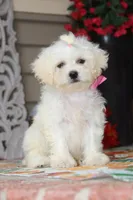 Didi, a female Bichon Frise and Shichon for sale in Carrollton, MO – 9 of 9
