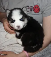Akc Vader, a male Siberian Husky for sale in Carrollton, MO – 5 of 10