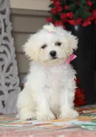 Didi, a female Shichon for sale in Carrollton, MO – 4 of 10
