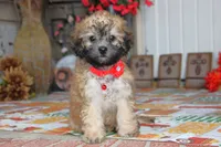 Yume, a male Bichon Frise and Shichon for sale in Carrollton, MO – 1 of 10