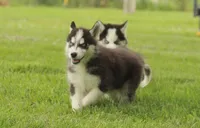Akc Aero, a male Siberian Husky for sale in Carrollton, MO – 5 of 10