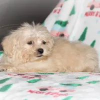 Cambo, a male Shichon for sale in Carrollton, MO – Photo 5 of 7