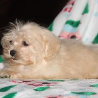 Cambo, a male Shichon for sale in Carrollton, MO – Photo 6 of 7