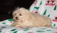 Cambo, a male Shichon for sale in Carrollton, MO – Photo 6 of 7