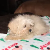 Cambo, a male Shichon for sale in Carrollton, MO – Photo 7 of 7