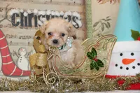 processed/8c21e2e5-3f84-4f03-b08e-65990c2d58d6/listing/6992af3f-10f4-414e-9281-f0dfde53d6bf/75cf985d-d8c1-47c8-9d41-21b0e2f34c6d