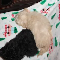 Cambo, a male Shichon for sale in Carrollton, MO – Photo 3 of 7