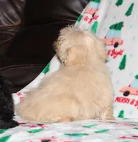 Cambo, a male Shichon for sale in Carrollton, MO – Photo 2 of 7