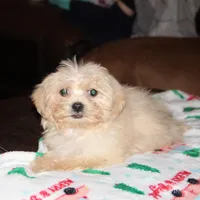 Cambo, a male Shichon for sale in Carrollton, MO – Photo 1 of 7