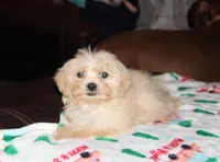Cambo, a male Shichon for sale in Carrollton, MO – Photo 1 of 7