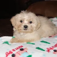 Cambo, a male Shichon for sale in Carrollton, MO – Photo 4 of 7