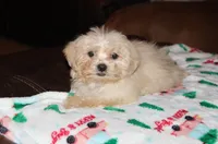 Cambo, a male Shichon for sale in Carrollton, MO – Photo 4 of 7