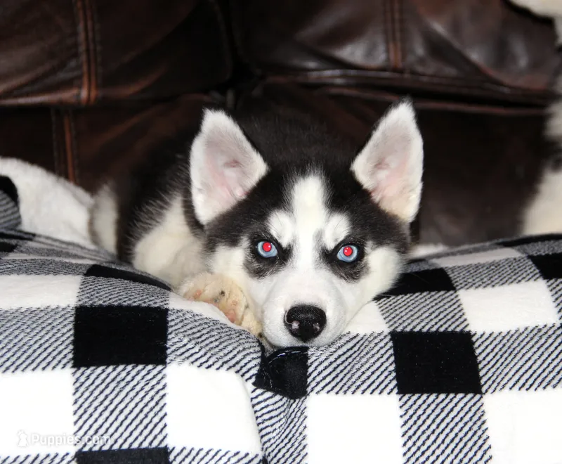 Akc Vivi – Siberian Husky puppy for sale in Carrollton, MO