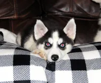 Akc Vivi, a female Siberian Husky for sale in Carrollton, MO – 2 of 8