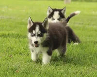 Akc Aero, a male Siberian Husky for sale in Carrollton, MO – 6 of 10