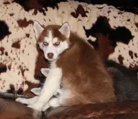 Akc Mercedes, a female Siberian Husky for sale in Carrollton, MO – Photo 10 of 10