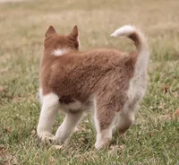 Akc Mercedes, a female Siberian Husky for sale in Carrollton, MO – Photo 9 of 10