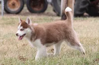 Akc Mercedes, a female Siberian Husky for sale in Carrollton, MO – Photo 8 of 10