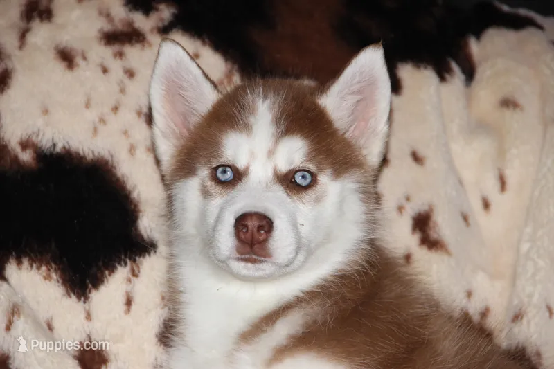 Akc Mercedes – Siberian Husky puppy for sale in Carrollton, MO