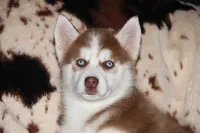 Akc Mercedes, a female Siberian Husky for sale in Carrollton, MO – Photo 4 of 10