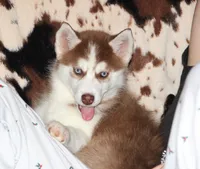 Akc Mercedes, a female Siberian Husky for sale in Carrollton, MO – Photo 1 of 10