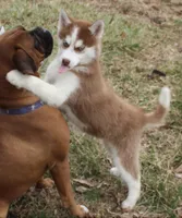 Akc Mercedes, a female Siberian Husky for sale in Carrollton, MO – Photo 6 of 10