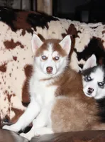 Akc Mercedes, a female Siberian Husky for sale in Carrollton, MO – Photo 5 of 10