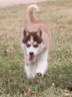 Akc Mercedes, a female Siberian Husky for sale in Carrollton, MO – Photo 2 of 10