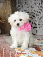 Didi, a female Bichon Frise and Shichon for sale in Carrollton, MO – 7 of 9