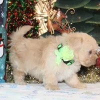 Elffie, a male Shichon for sale in Carrollton, MO – Photo 7 of 10