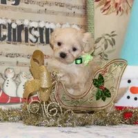 Elffie, a male Shichon for sale in Carrollton, MO – Photo 6 of 10