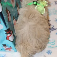 Elffie, a male Shichon for sale in Carrollton, MO – Photo 10 of 10