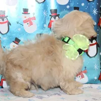 Elffie, a male Shichon for sale in Carrollton, MO – Photo 4 of 10