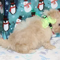 Elffie, a male Shichon for sale in Carrollton, MO – Photo 9 of 10